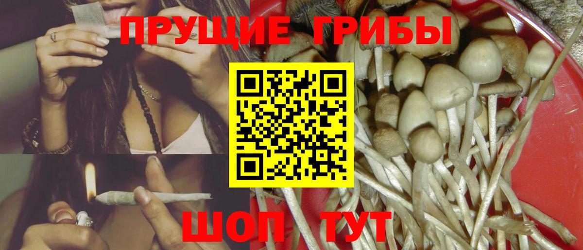 Шахты  купить наркотики сайты  Вход с VPN  Галлюциногенные грибы Psilocybine cubensis 